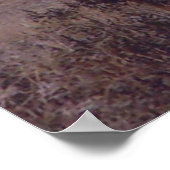 E19 Bull Elk Double Drop Tines Poster (Ecke)