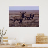 E19 Bull Elk Double Drop Tines Poster (Küche)