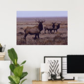 E19 Bull Elk Double Drop Tines Poster (Heimbüro)