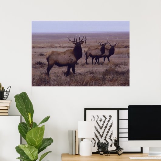 E19 Bull Elk Double Drop Tines Poster (Heimbüro)