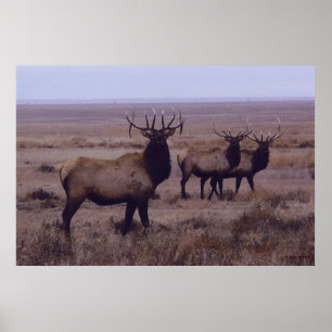 E19 Bull Elk Double Drop Tines Poster