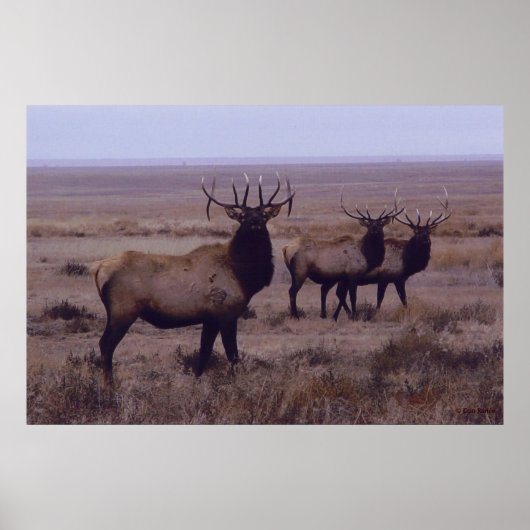 E19 Bull Elk Double Drop Tines Poster (Vorne)