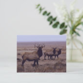 E19 Bull Elk Double Drop Tines Postkarte (Stehend Vorderseite)