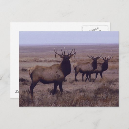 E19 Bull Elk Double Drop Tines Postkarte (Vorne/Hinten)
