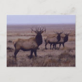 E19 Bull Elk Double Drop Tines Postkarte (Vorderseite)