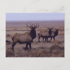 E19 Bull Elk Double Drop Tines Postkarte