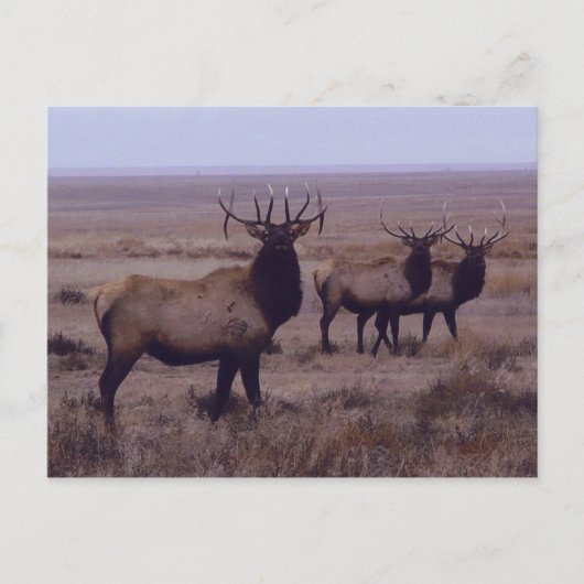 E19 Bull Elk Double Drop Tines Postkarte (Vorderseite)