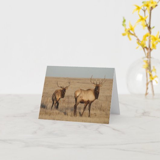 E1 Bull Elk Karte (Gelbe Blume)