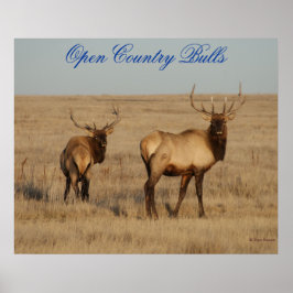 E1 Bull Elk Open Country Bulls Poster
