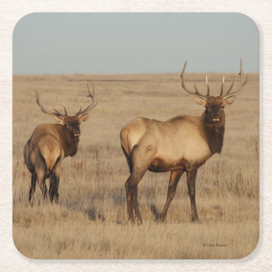 E1 Bull Elk Rechteckiger Pappuntersetzer (Vorderseite)