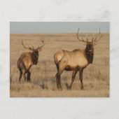 E1 Bull Elk Young Bulls Postkarte (Vorderseite)