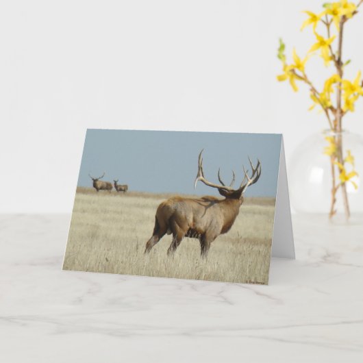 E20 Bull Elk Challenger Karte (Gelbe Blume)