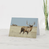 E20 Bull Elk Challenger Karte (Vorderseite)