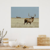 E20 Bull Elk Challenger Poster (Küche)