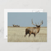E20 Bull Elk Challenger Postkarte (Vorne/Hinten)