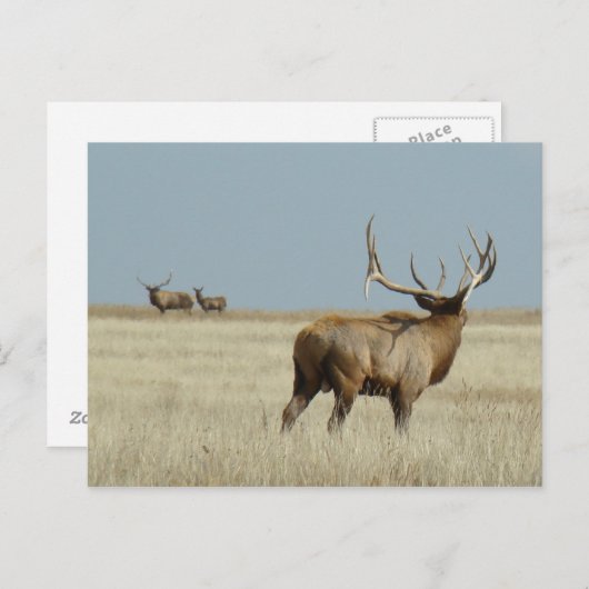 E20 Bull Elk Challenger Postkarte (Vorne/Hinten)