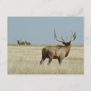 E20 Bull Elk Herausforderer Postkarte