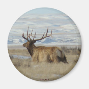 E22 Bull-Elch und schneebedeckte Hügel Magnet