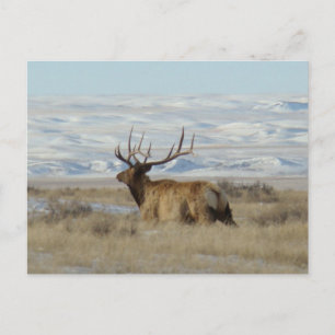 E22 Bull-Elch und schneebedeckte Hügel Postkarte