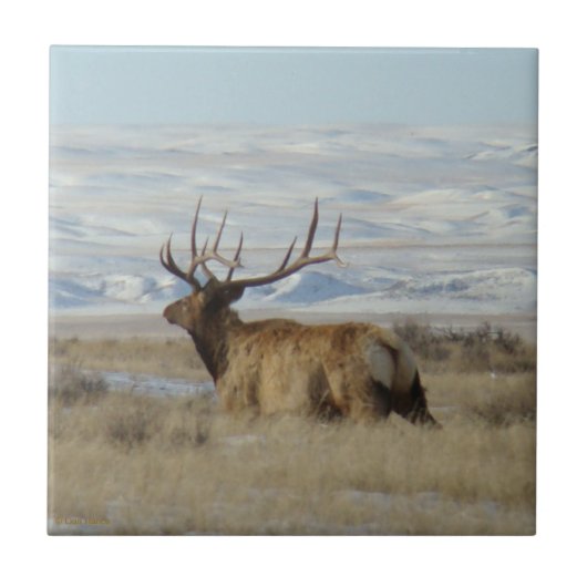 E22 Bull Elk and Snowy Hills Fliese (Vorderseite)