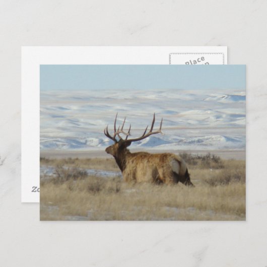E22 Bull Elk and Snowy Hills Postkarte (Vorne/Hinten)