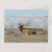 E22 Bull Elk and Snowy Hills Postkarte (Vorderseite)