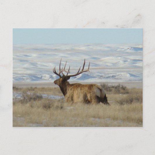 E22 Bull Elk and Snowy Hills Postkarte (Vorderseite)