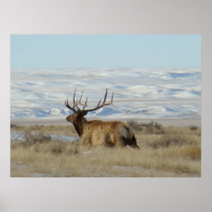 E22 Bull Elk Schneeige Hügel Poster