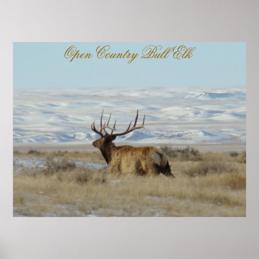 E22 Bull Elk Snowy Hills Poster (Vorne)