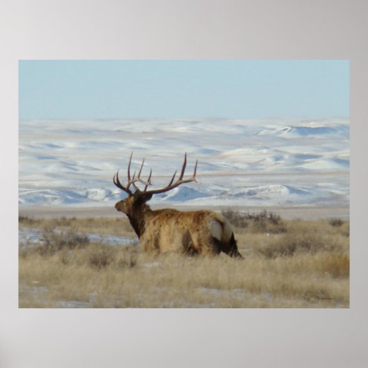 E22 Bull Elk Snowy Hills Poster (Vorne)