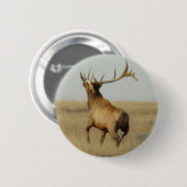 E23 Bull Elk Gras in Geweihen Button (Vorne & Hinten)