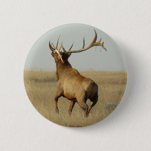 E23 Bull Elk Gras in Geweihen Button