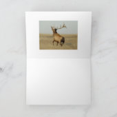 E23 Bullgras in Hörnern Karte (Innenseite)