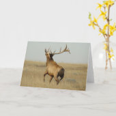 E23 Bullgras in Hörnern Karte (Gelbe Blume)