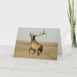 E23 Bullgras in Hörnern Karte