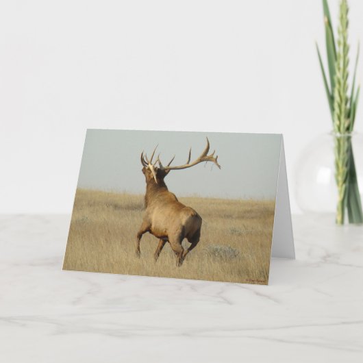 E23 Bullgras in Hörnern Karte (Vorderseite)