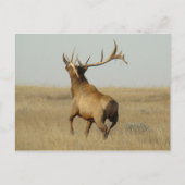 E23 Bullgras in Hörnern Postkarte (Vorderseite)