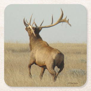 E23 Großer Bull Elk Gras im Horn Rechteckiger Pappuntersetzer
