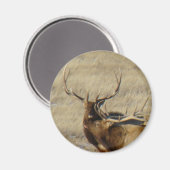 E24 Bull-Elch Magnet (Vorderseite/Rückseite)