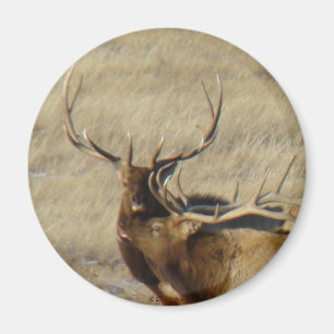E24 Bull-Elch Magnet