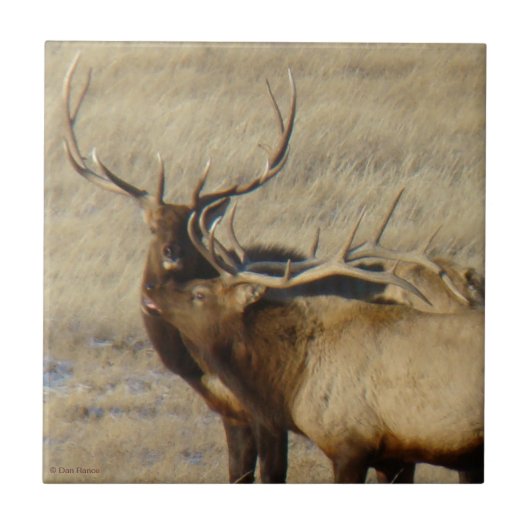 E24 Bull Elk Fliese (Vorderseite)