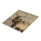 E24 Bull Elk Fliese (Seite)