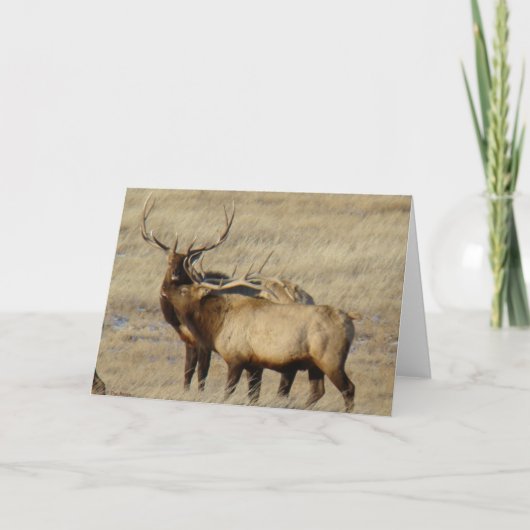 E24 Bull Elk Karte (Vorderseite)