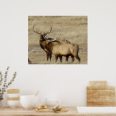 E24 Bull Elk Poster (Küche)