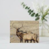 E24 Bull Elk Postkarte (Stehend Vorderseite)
