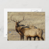 E24 Bull Elk Postkarte (Vorne/Hinten)