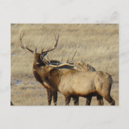 E24 Bull Elk Postkarte
