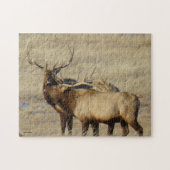 E24 Bull Elk Puzzle (Horizontal)