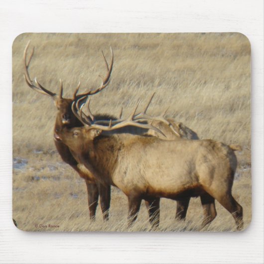 E24 Stier Elche Mousepad (Vorne)