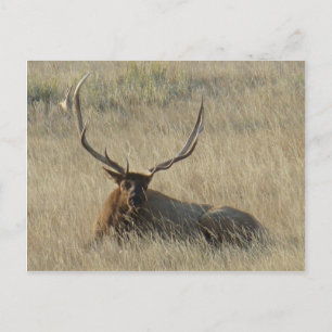 E25 Bull-Elch liegt im Gras Postkarte